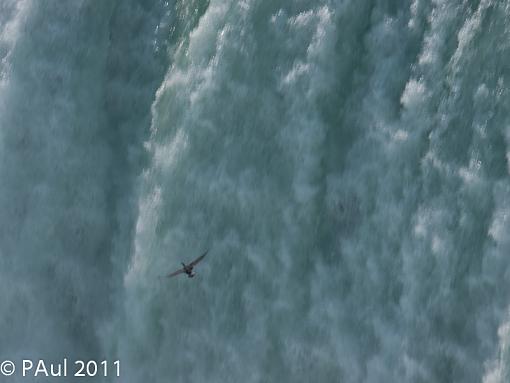 SUMMER 2011 Bird ID-_1090282.jpg