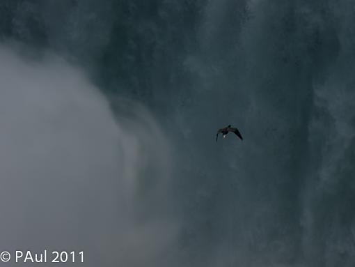 SUMMER 2011 Bird ID-_1090280.jpg