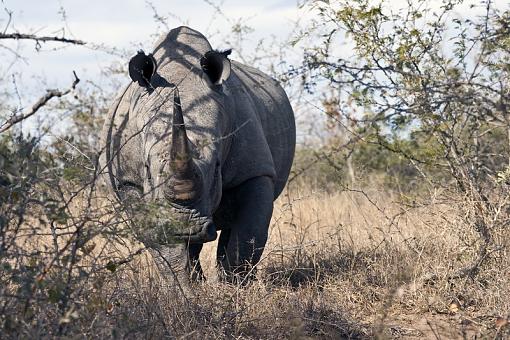 White Rhino-hlhlwe-11-_dsc7757r.jpg