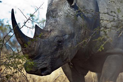 White Rhino-hlhlwe-11-_dsc2874r.jpg