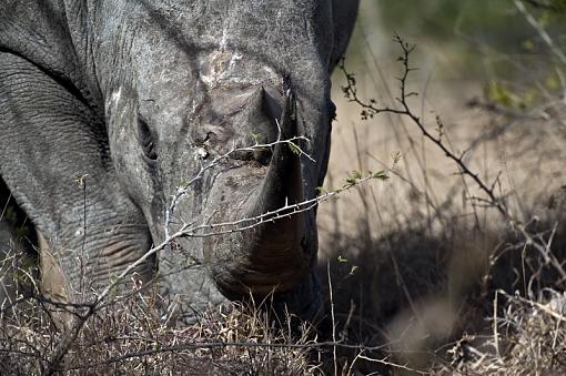 White Rhino-hlhlwe-11-_dsc2862r.jpg