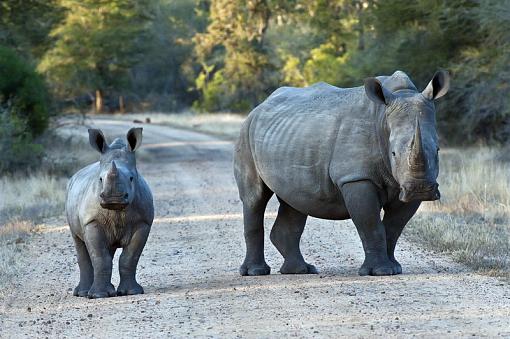 White Rhino-wht-rhno-krgr-11-_dsc2243r.jpg