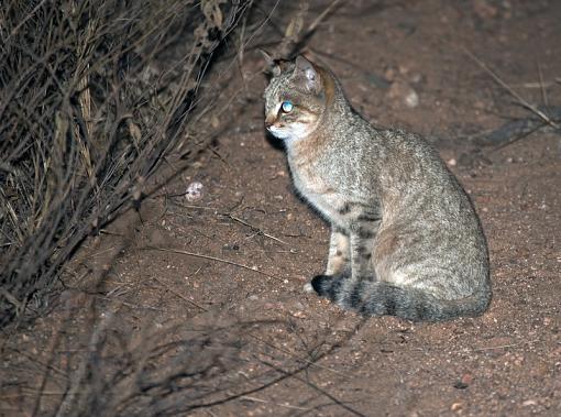 African Wild Cat-african-wild-cat-krgr-11-dsc07531r.jpg