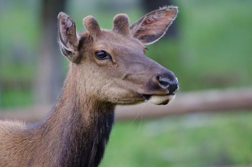 Elk photos and questions-dsc_5493.jpg