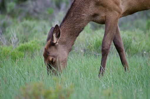 Elk photos and questions-dsc_5401.jpg