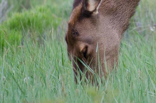 Elk photos and questions-dsc_5401-2.jpg