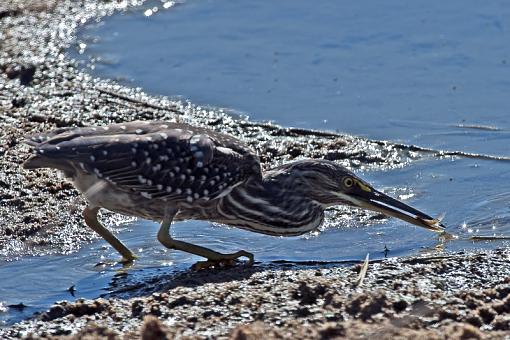 Juvenile Green Backed Heron Fishing-grn-bckd-hrn-juv-krgr-11-_dsc0757r.jpg