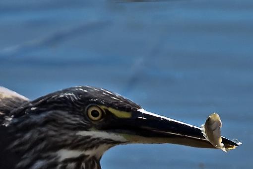 Juvenile Green Backed Heron Fishing-grn-bckd-hrn-juv-krgr-11-_dsc0775r.jpg