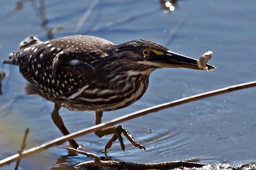 Juvenile Green Backed Heron Fishing-grn-bckd-hrn-juv-krgr-11-_dsc0777r.jpg