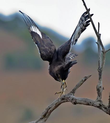 Long Crested Eagle Hunting-lng-crstd-egle-hlhlwe-11-_dsc2642r.jpg