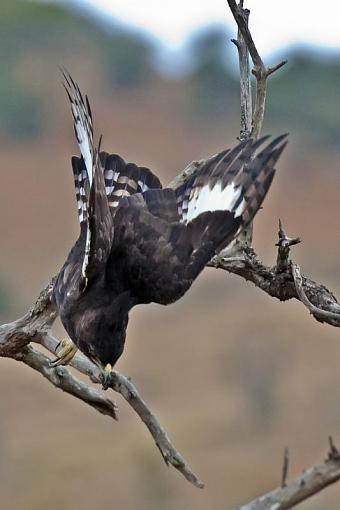 Long Crested Eagle Hunting-lng-crstd-egle-hlhlwe-11-_dsc2643r.jpg