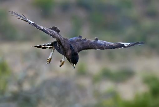 Long Crested Eagle Hunting-lng-crstd-egle-hlhlwe-11-_dsc2645r.jpg