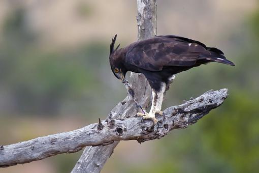 Long Crested Eagle Hunting-lng-crstd-egle-hlhlwe-11-_dsc2692r.jpg