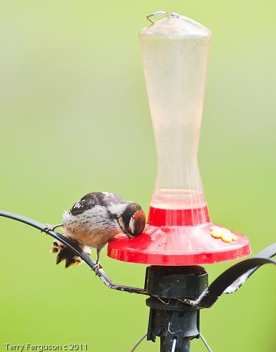 Another Large Hummingbird...-_dsc4366.jpg