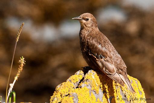 SUMMER 2011 Bird ID-20110725_ireland_cobh_10574.jpg