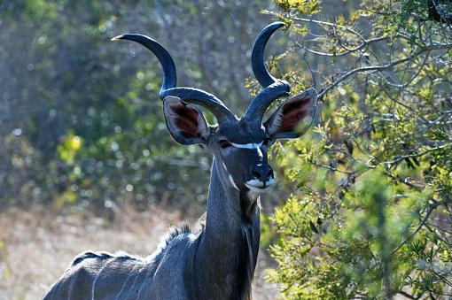 Warthog-kudu-bull-krgr-11-_dsc1242r.jpg