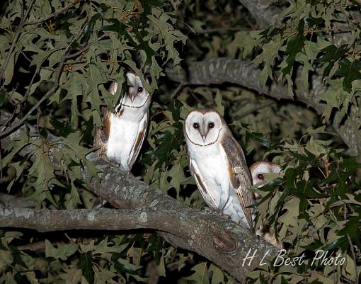 Owl Family-owl-family-1-1-.jpg