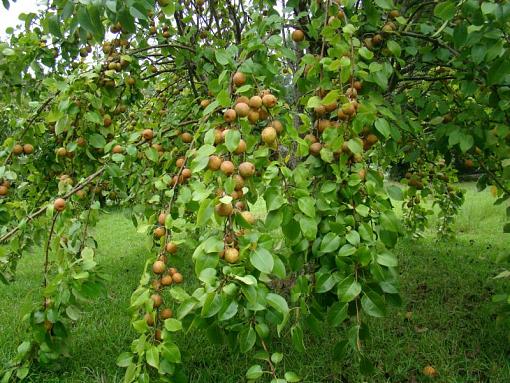 Pears-pear-loaded.jpg