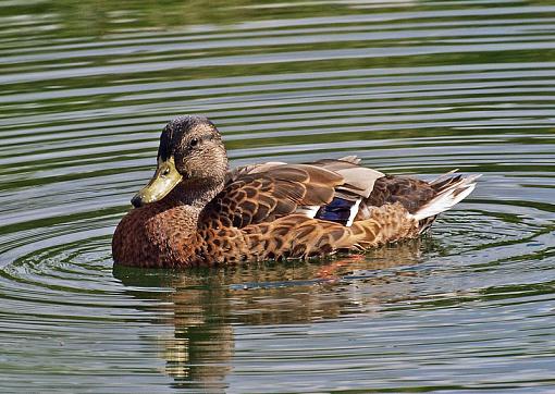 Mallard Shots-duckie01.jpg