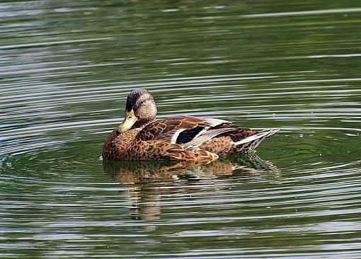 Mallard Shots-duckie02.jpg