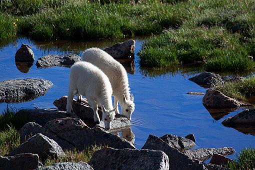 Mountain Momma/Young goats-best.jpg