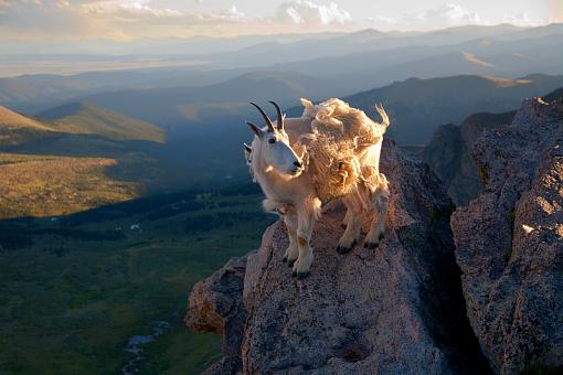 Mountain Momma/Young goats-untitled-1_edited-3.jpg