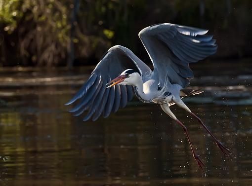 Some Waterbirds-gry-hrn-krgr-11-_dsc1642r.jpg