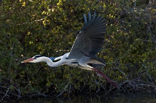 Some Waterbirds-gry-hrn-krgr-11-_dsc1646r.jpg