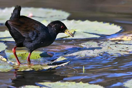 Some Waterbirds-blck-crk-krgr-11-_dsc1772r.jpg