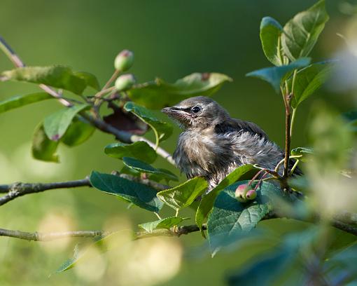 Junior Cedar Waxwings-baby-cedar-1_3550.jpg