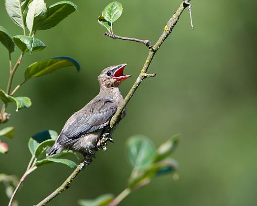 Junior Cedar Waxwings-baby-cedar-waxwing-2.jpg