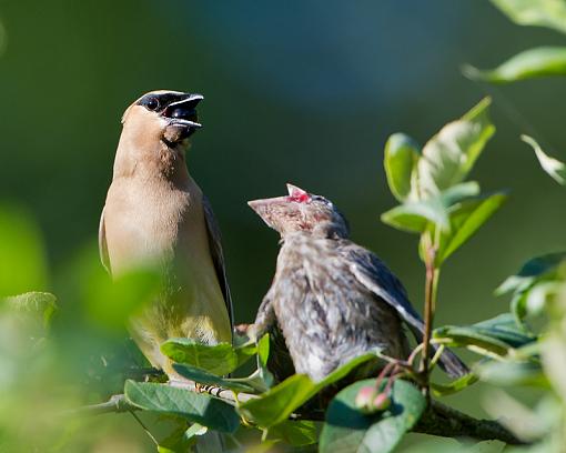 Junior Cedar Waxwings-mom-cedar-waxwing-kids-3516.jpg