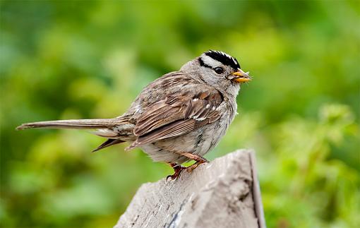 White Crowned Sparrow-white-crowned-sparrow-_3349.jpg