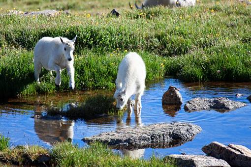 Goats-img_3108_edited-3.jpg