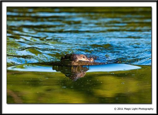 Ramming speed!-beaver.jpg