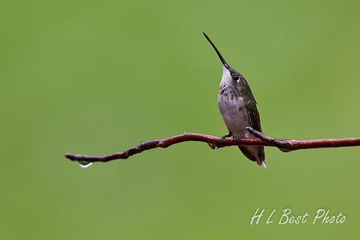 Hurricane Irene and Hummers-irene-3-1-1-.jpg