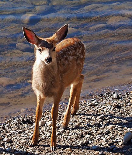 Sunday Morning Deer Pictures-young-deer.jpg