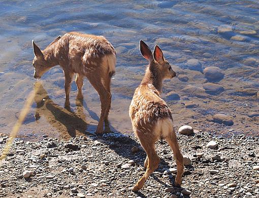 Sunday Morning Deer Pictures-deertwins.jpg