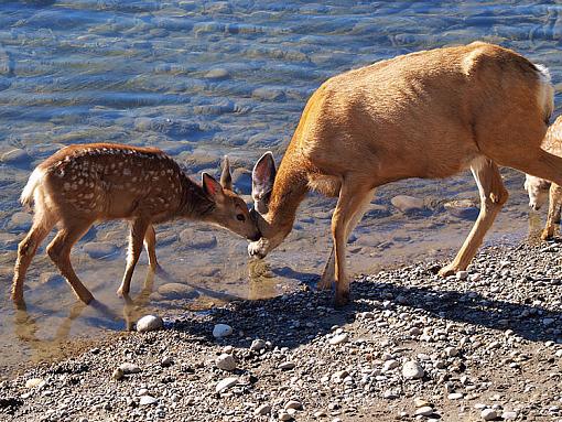 Sunday Morning Deer Pictures-deer-mom.jpg