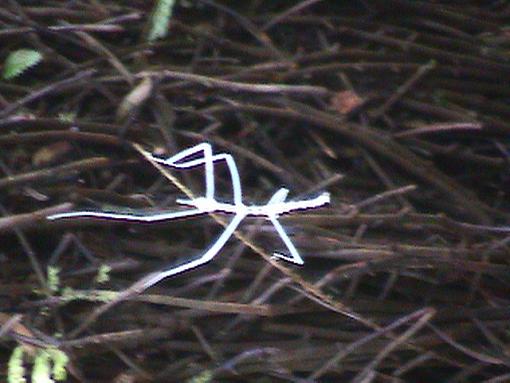 Praying Mantis-costarica-010.jpg