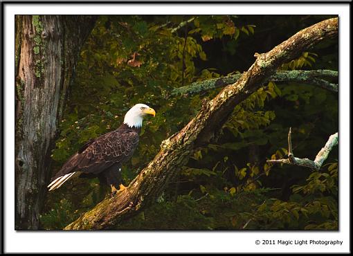 At the Waters Edge-_mg_4318.jpg