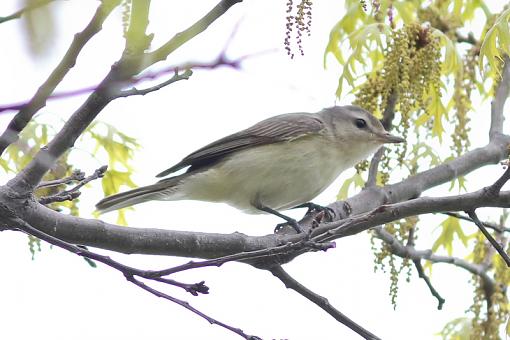 SUMMER 2011 Bird ID-img_9258.jpg