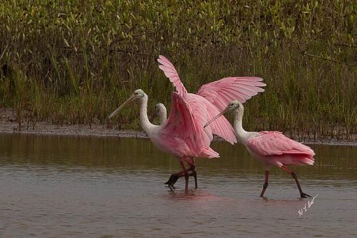 The Three Amigos-spoonbill-4-1-1-.jpg