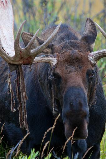 Blooe In His Eye-img_1974_edited-2.jpg