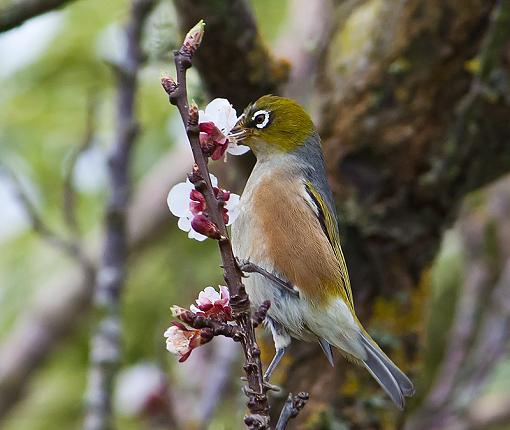 Waxeye-waxeye.jpg