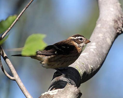 FALL 2011 Bird ID-7697w.jpg