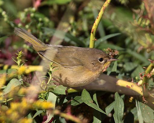 FALL 2011 Bird ID-7651w.jpg