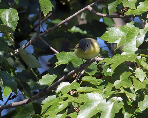 FALL 2011 Bird ID-7703w.jpg