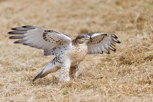 Assorted photos-ferruginous-hawk-raptor-show_5295.jpg