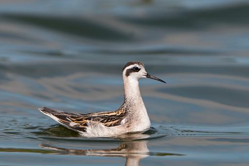 Assorted photos-red-necked-phalarope_6234.jpg